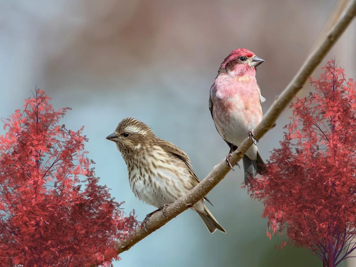 Purple Finch Nesting (All You Need To Know) from https://birdfact.com/articles/purple-finch-nesting